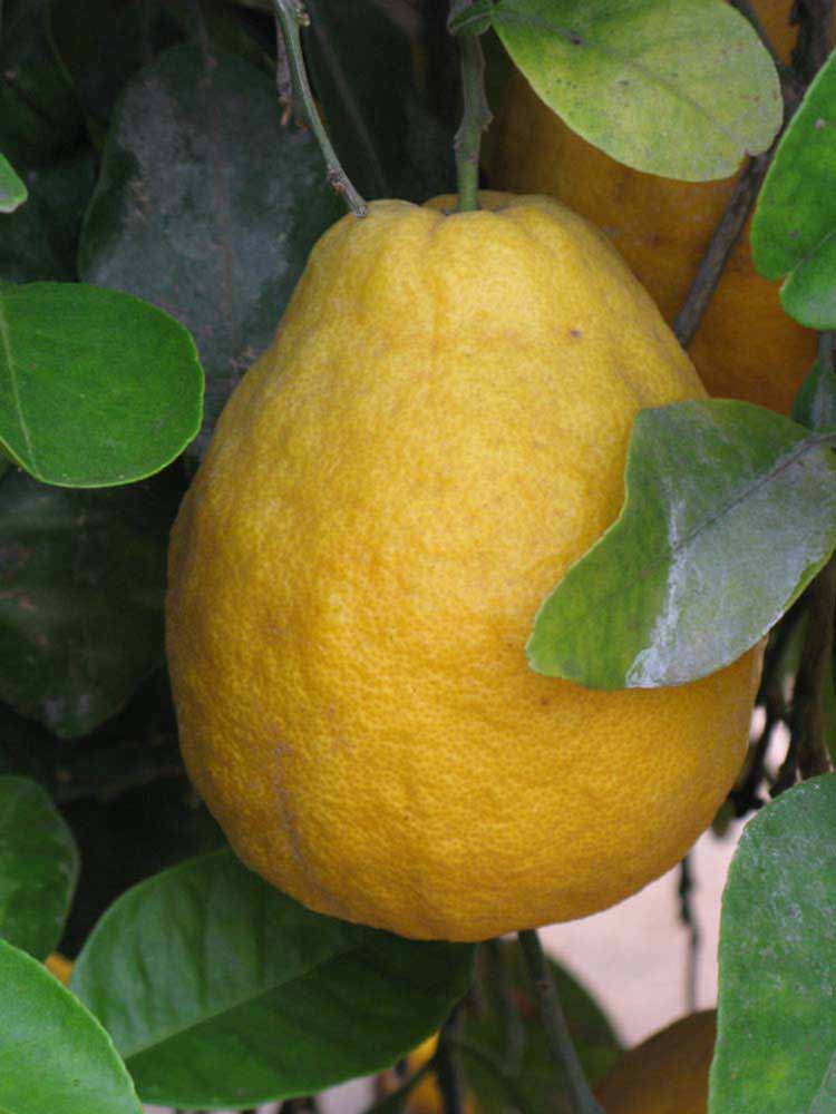            Fruit (Riverside, CA)   